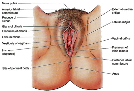 vestibule anatomy