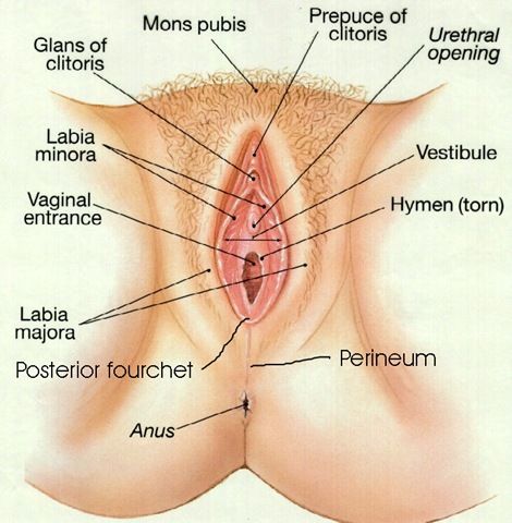normal female genitalia