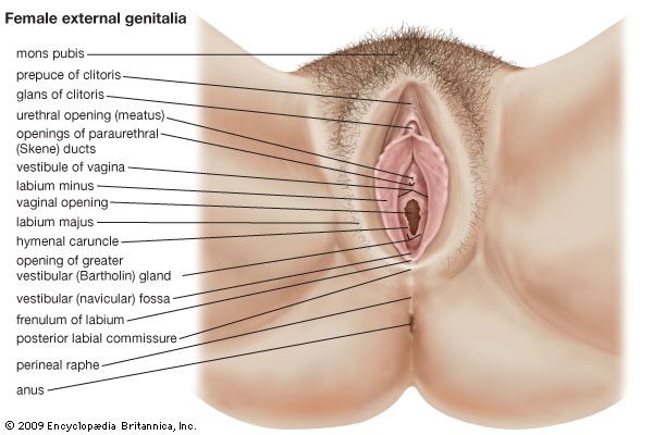 labium genitalia