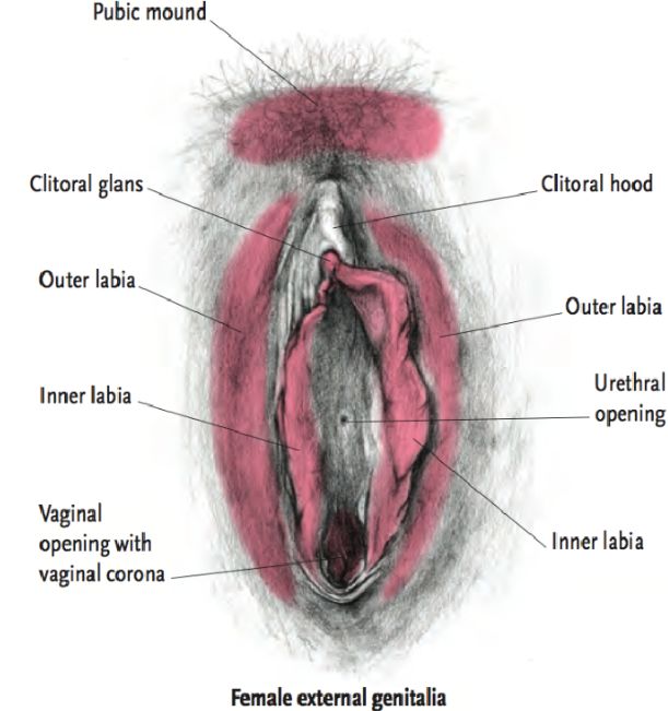 vaginal cumshot