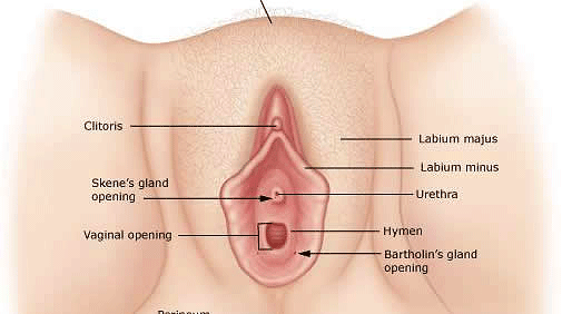 vulvar cyst