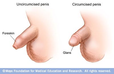 penis in vagina
