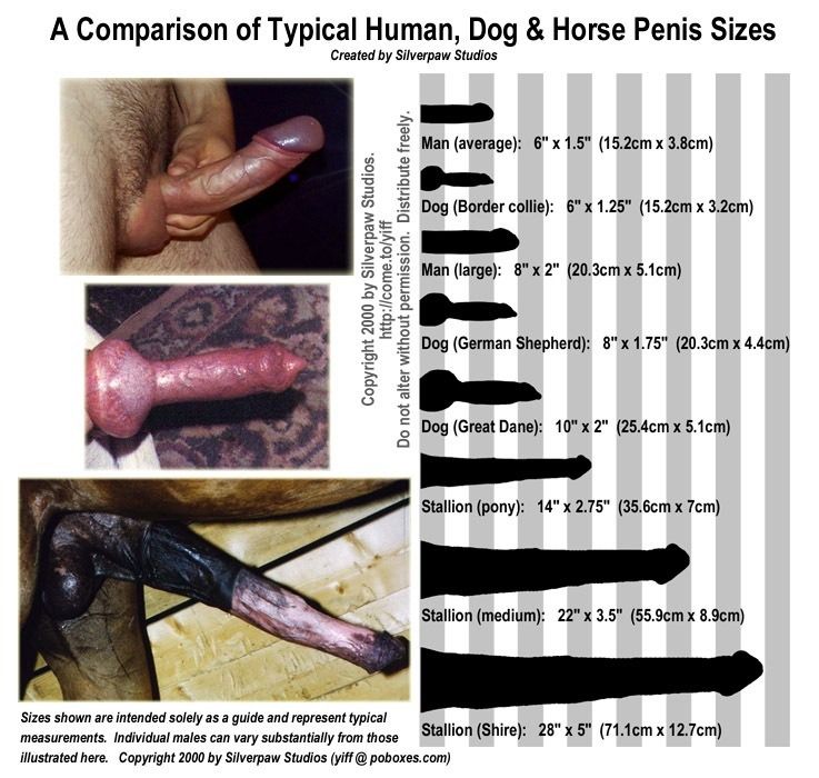 women prefer penis size