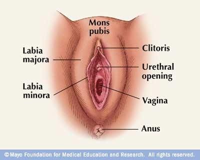 erect clitoris