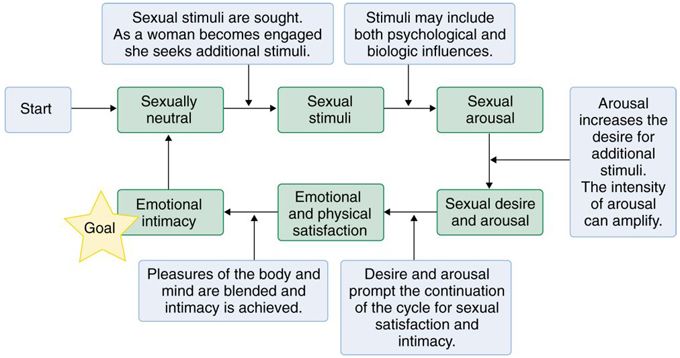 four stages of female arousal