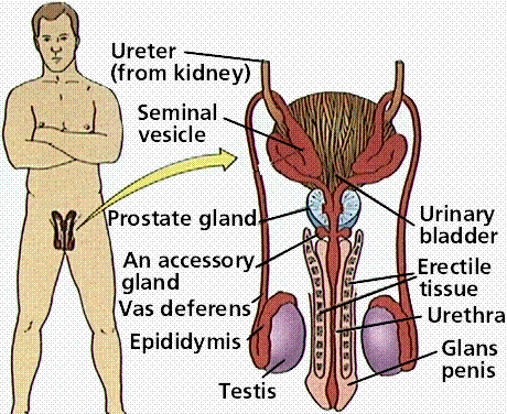 people with both male and female sex organs