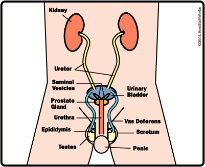 male female sexual organs