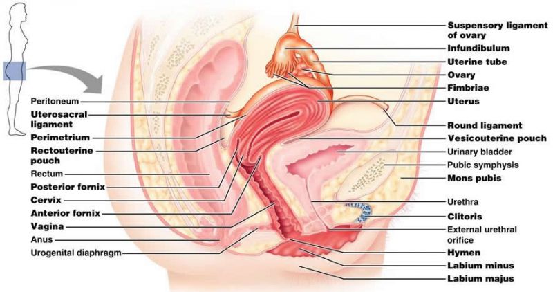 anatomy of female genital organs