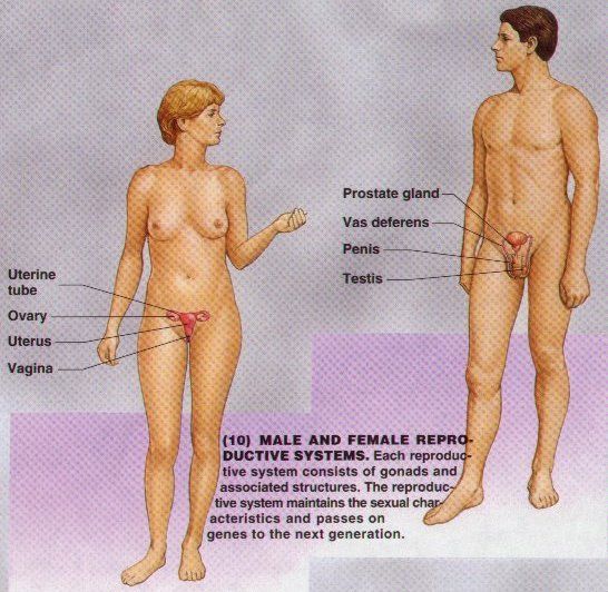 sexuality human body