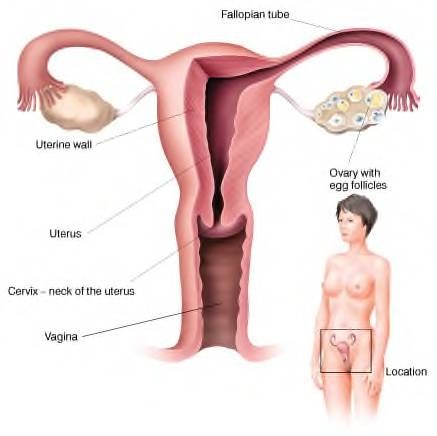woman sex organs