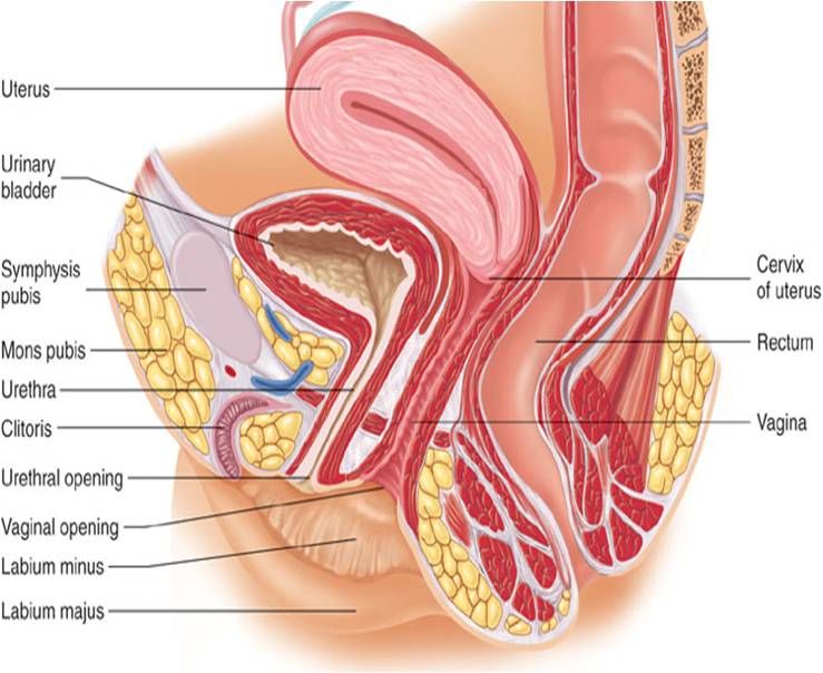 medical pictures female urethral meatus
