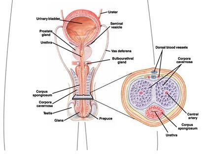 urinary meatus urinary diagram blank