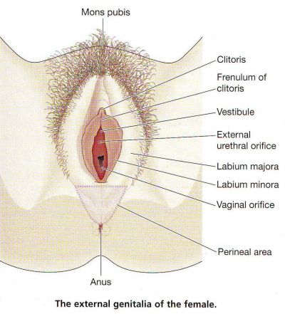 medical picture of female urinary meatus