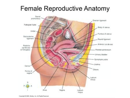 female urinary meatus diagram