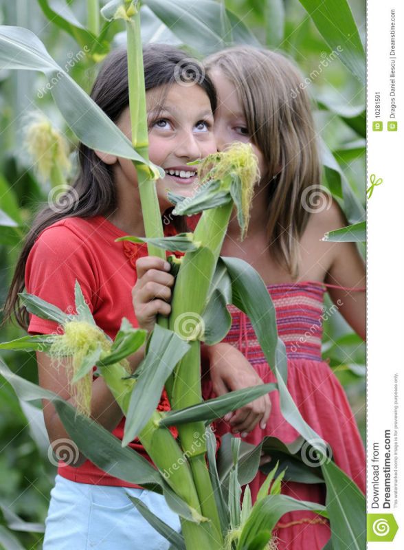 woman in a corn field