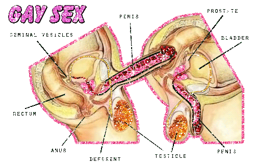gay male anal sex diagram