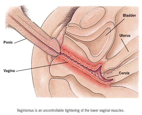 inside a womans vagina