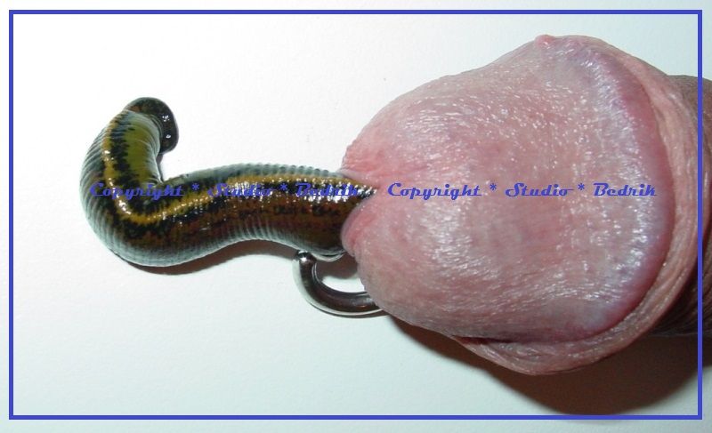 clitoral torture insect