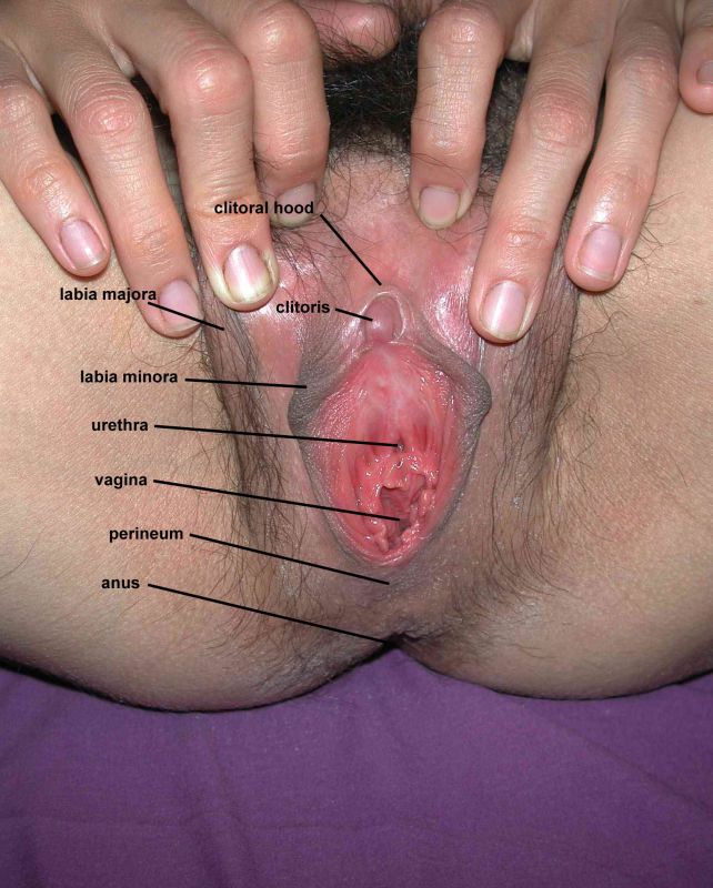 female genitalia anatomy actual pictures