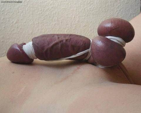 cocks and balls being tied
