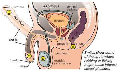 camera inside anus during sex