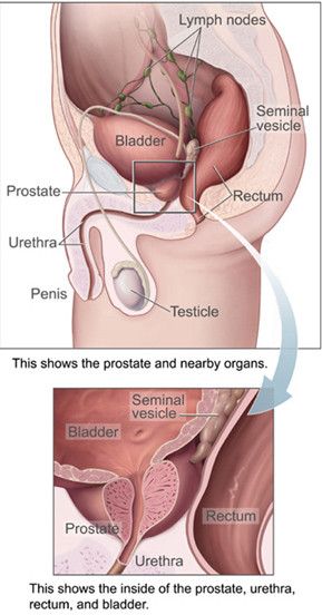 diagram of mens prostrate