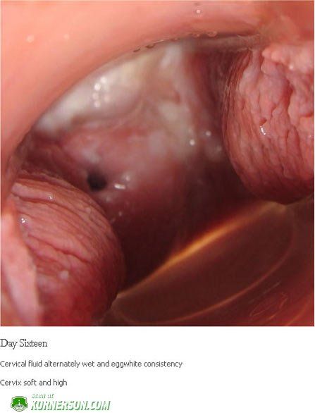 penis in vagina internal