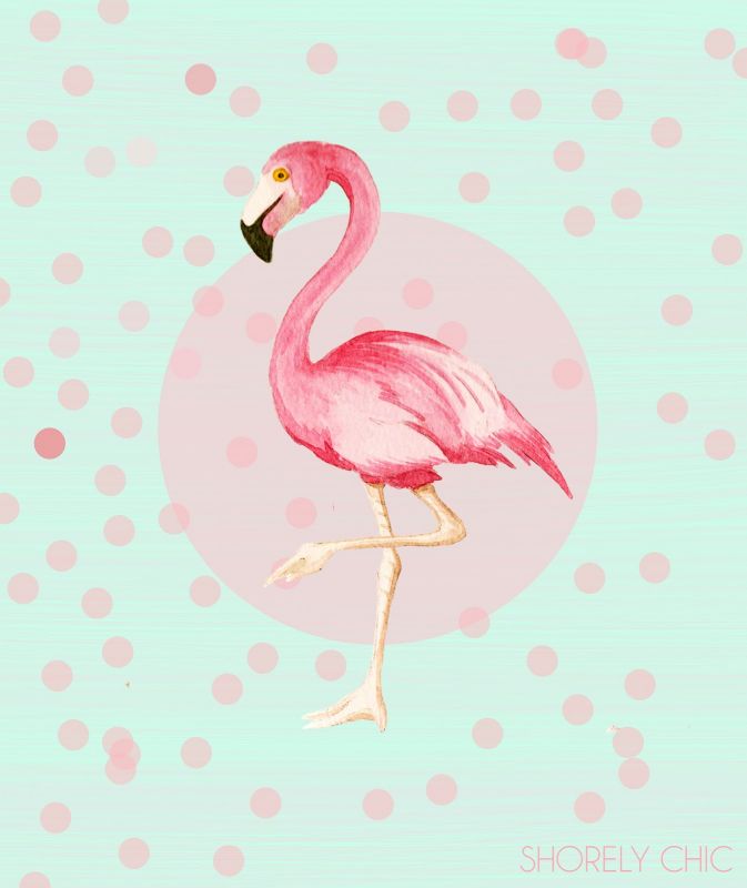 pink flamingo beautiful