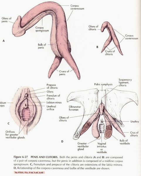oral nipple stimulation