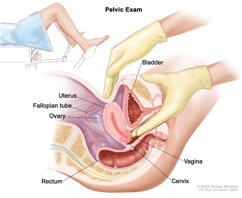penis inside cervix