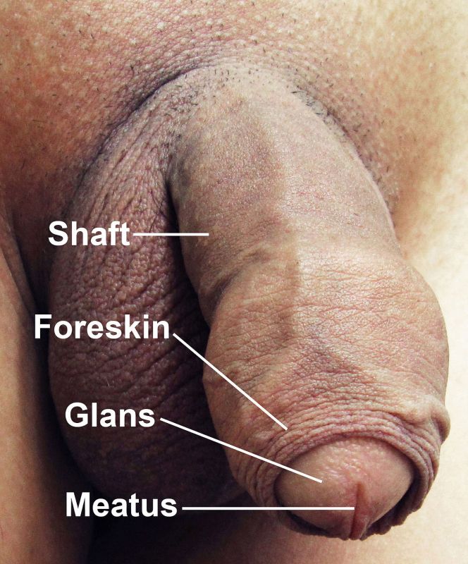penis in vagina mri