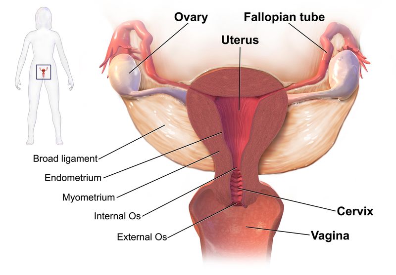vagina during period