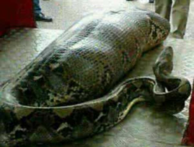 giant snake eats woman