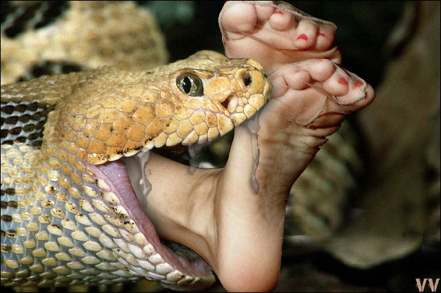 snake swallows woman whole