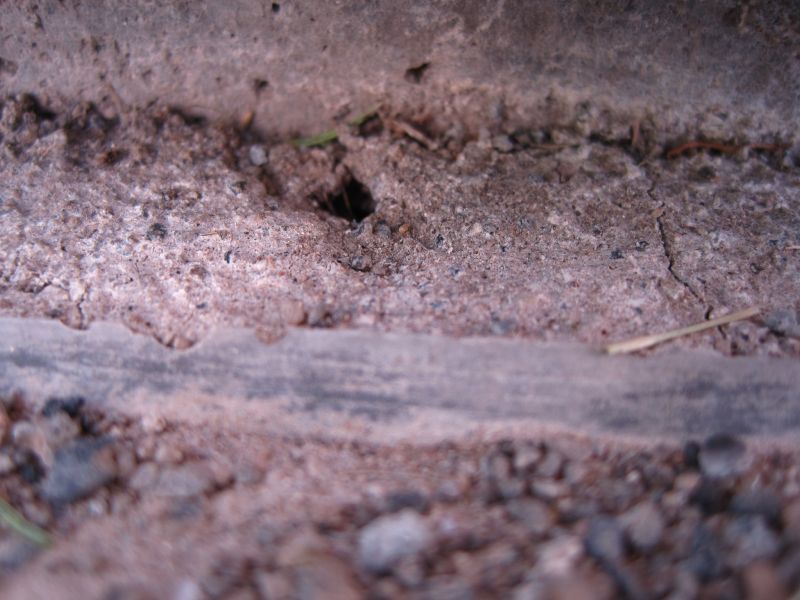 fire ant hill