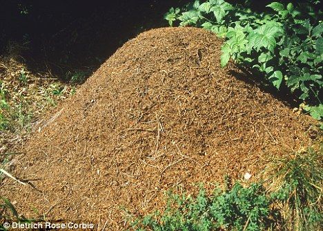 giant ant hill