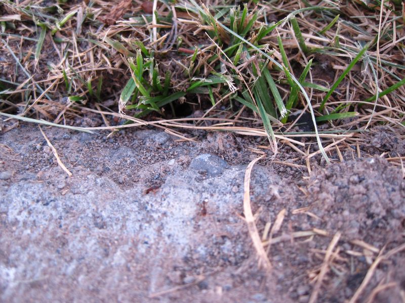 ant tunnels