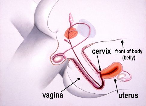Cock Hits Cervix
