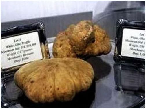 truffles mushrooms