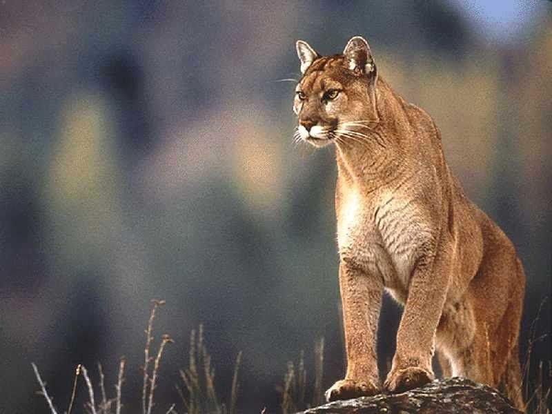kirby high school cougar mascot