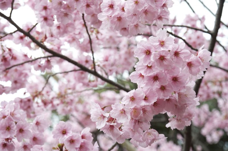 japanese cherry blossom painting