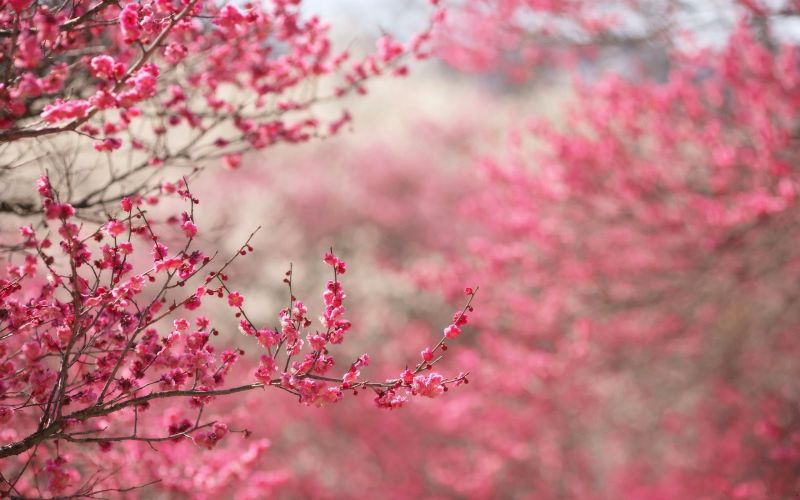 japanese cherry blossom flowers