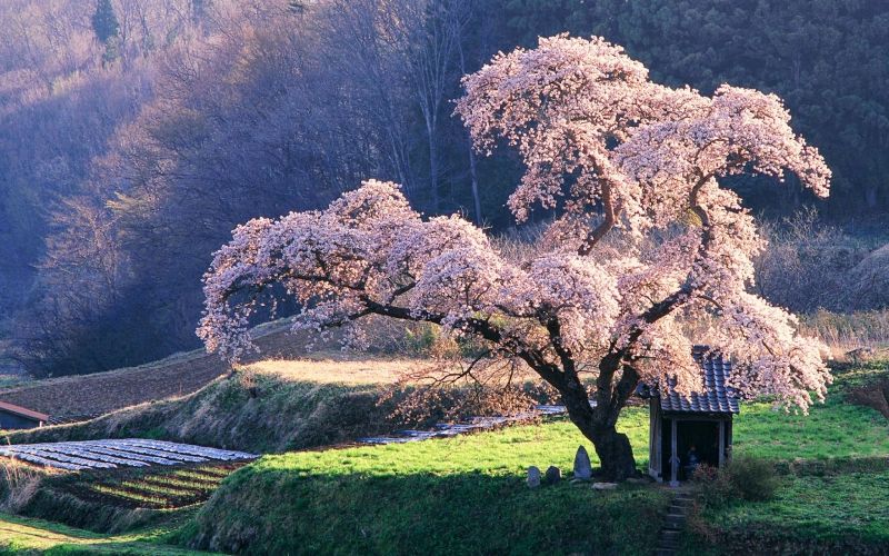 japanese cherry blossom tattoos