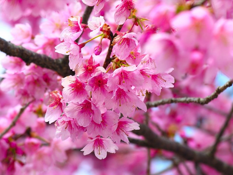 cherry blossoms japanese art