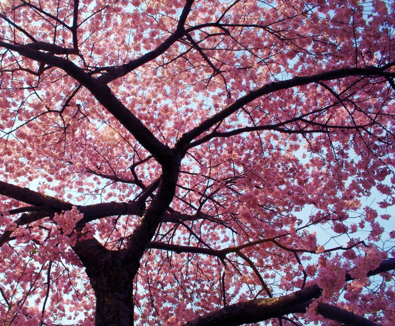 japanese cherry blossom festival