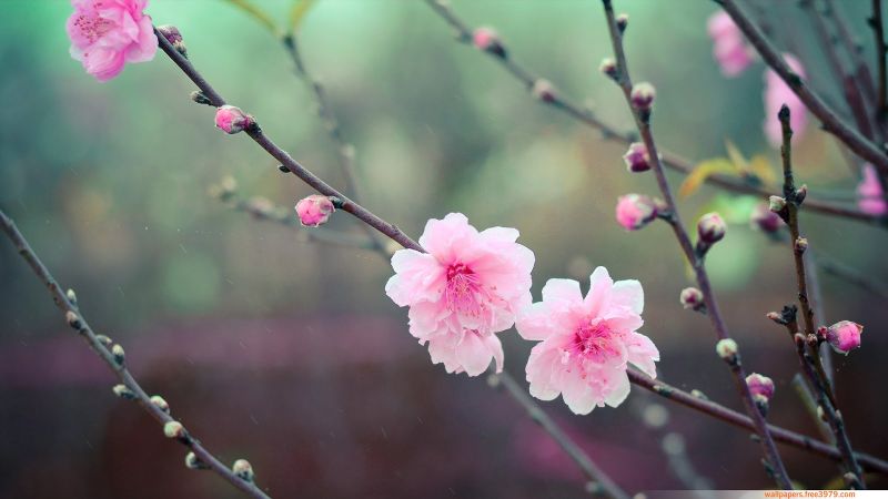 japanese cherry blossom anime