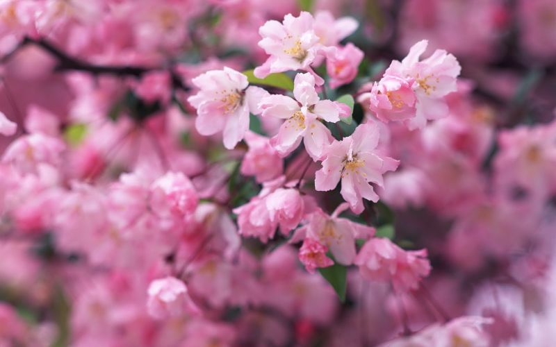 japanese garden cherry blossom