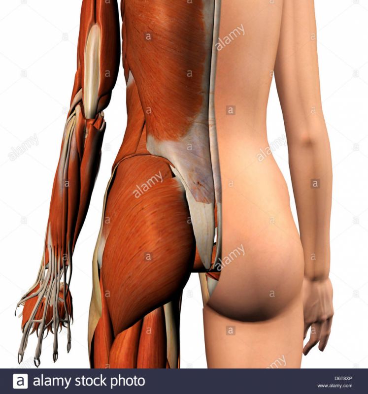 backside female buttocks upskirt