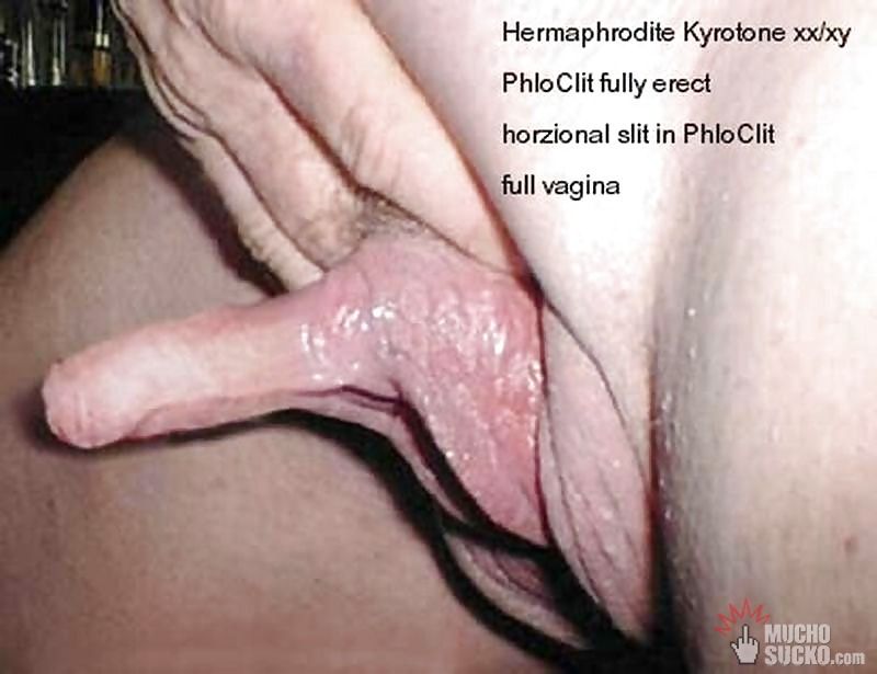 hermaphrodite clit