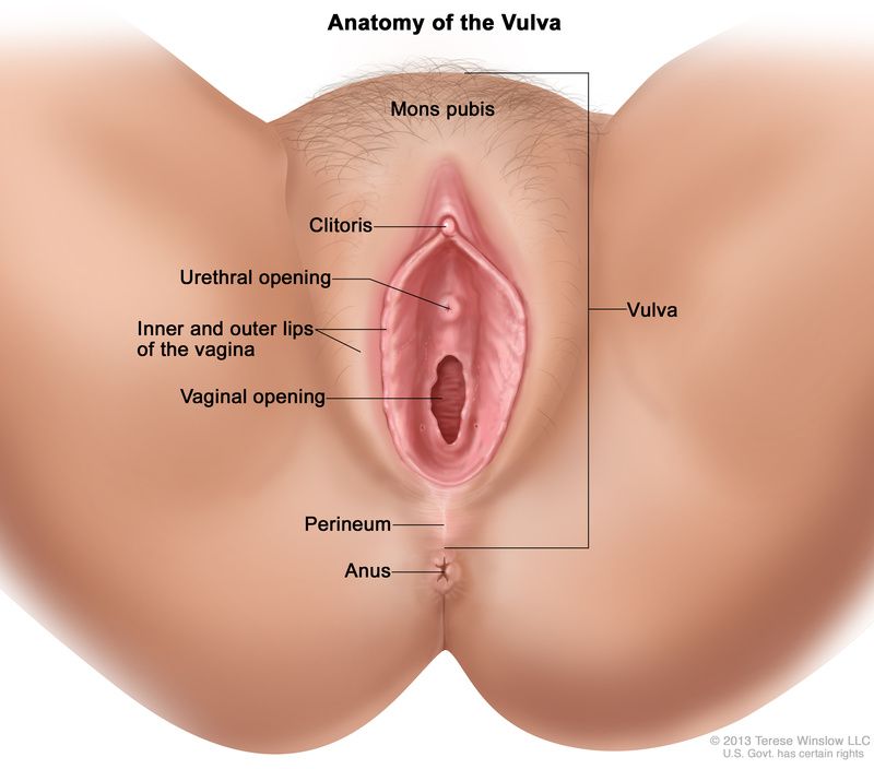 types of vagina lips